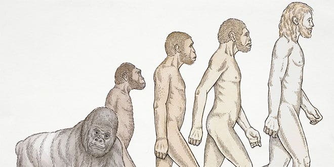 Teorias de la evolución del hombre - Historia Universal
